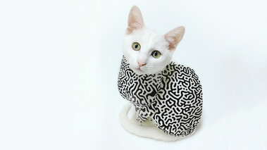 Weiße Katze auf weißem Hintergrund. Die Katze trägt eine Camouflageähnliche Jacke in schwarz und weiß.